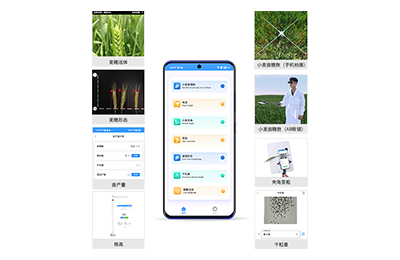 张家界市小麦表型测量仪IN-XM05